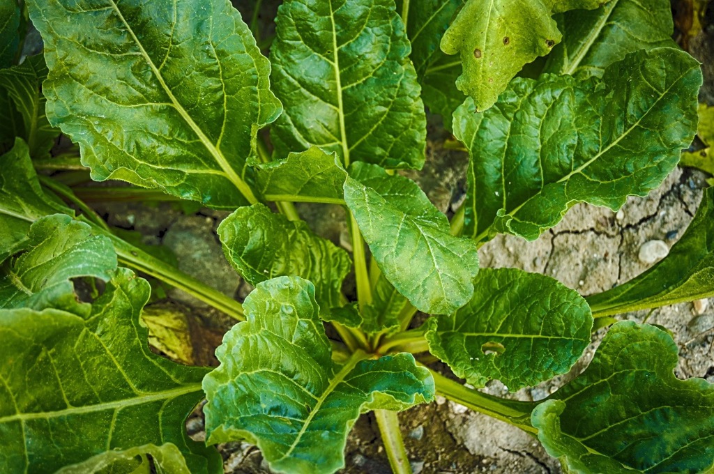 ホウレンソウの特徴と育て方とは #野菜の栽培方法